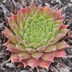 Sempervivum - Dachwurz - Hauswurz